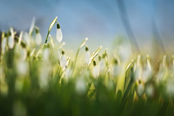 White snowdrops in spring on a blurry background