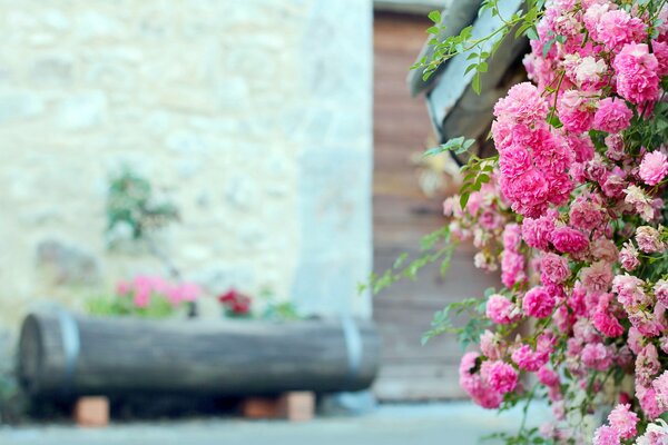 Fiori rosa su un letto di tronchi