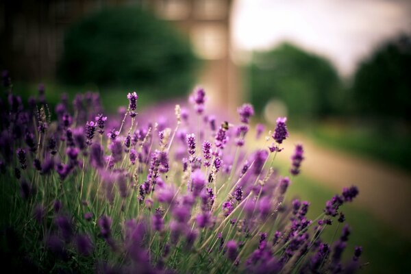 Fiori di lavanda viola vicino al sentiero