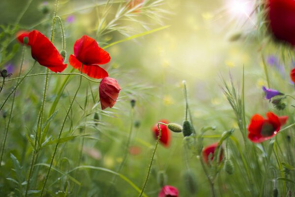 Les coquelicots sont sur le terrain. Herbe. Été