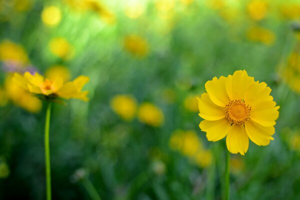 Blurred background for yellow-faced cosmea