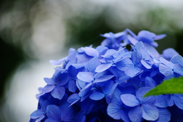Blaue Blume auf verschwommenem Hintergrund