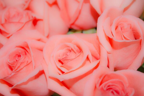 Un montón de hermosas rosas Rosadas