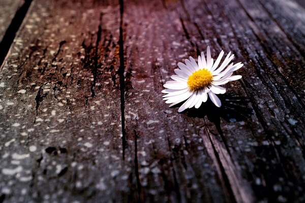 Marguerite champ blanc sur fond en bois