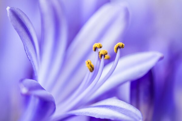 Flor lila con estambres amarillos