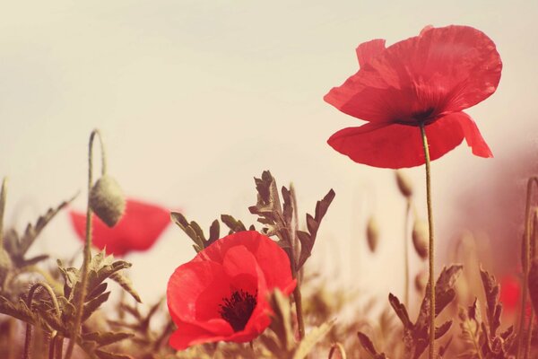 Red poppy flowers in the field