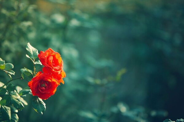 Scarlet flowers on a green background