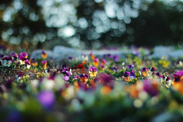 Ci sono riflessi sfocati sui colori della viole del pensiero