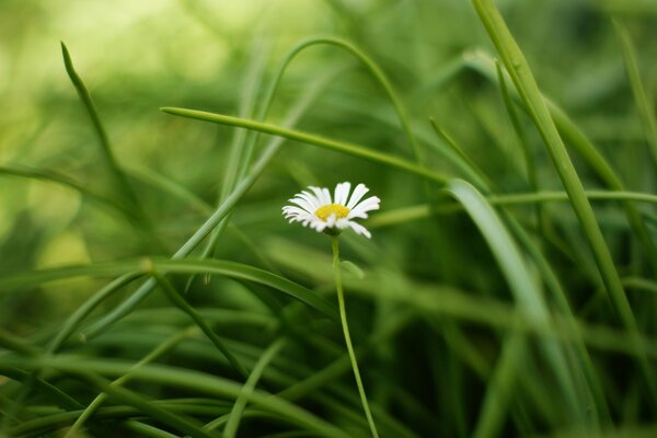 Chamomile on a background of green grass