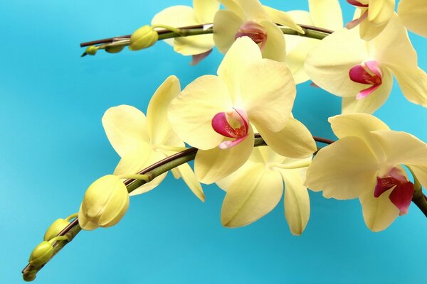 Branches of a yellow orchid on a blue background