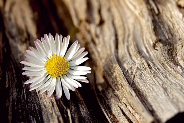 Kamille auf einem Baum. Balken. Die Blume