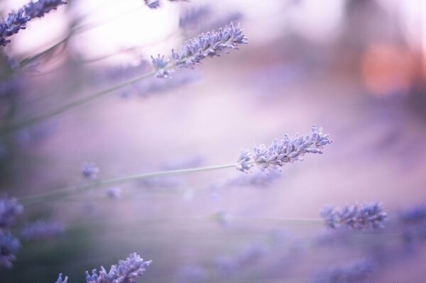 Riflessi lilla sfocati della bella lavanda