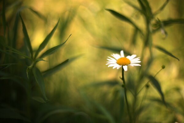 Chamomile on a blurry background