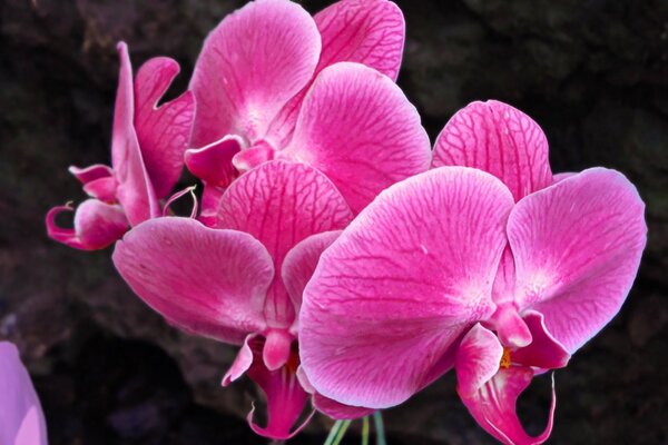 Irreal hermosa y delicada orquídea rosa