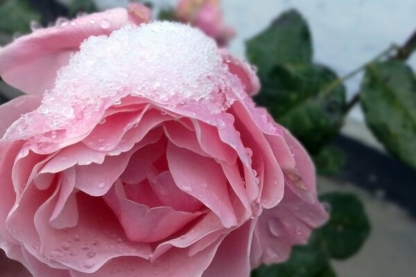 Schnee und Tropfen auf Rosenblättern