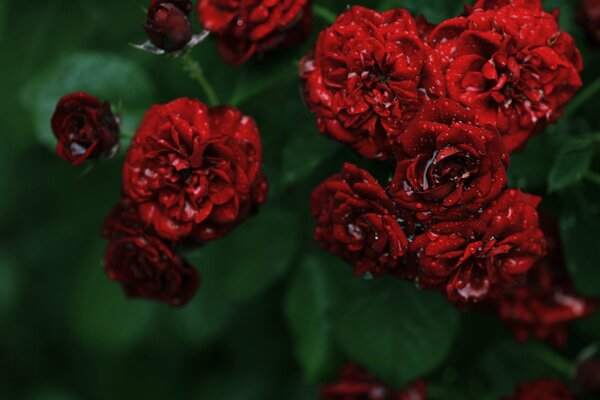 Belles roses rouges imprimées dans des gouttes d eau