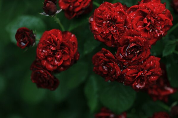 Belle rose rosse stampate in gocce d acqua