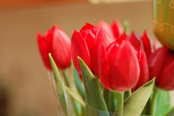 Ramo de tulipanes rojos en envoltura