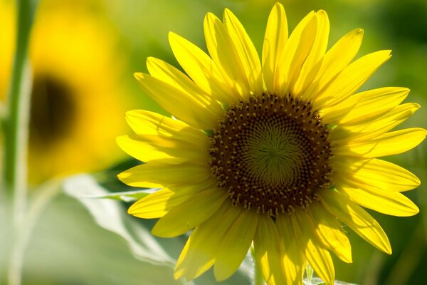 Schöne Blume auf verschwommenem Hintergrund