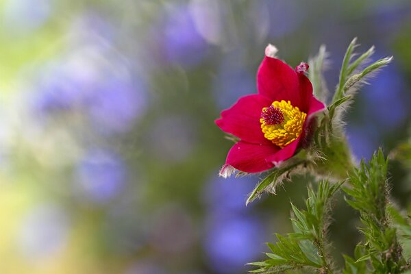 Rote Blume auf verschwommenem Hintergrund