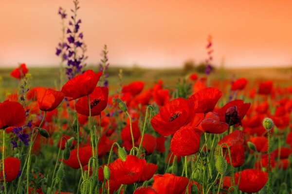 Stiele und Mohnblumen bei Sonnenuntergang