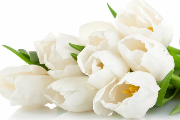 Белые тюльпаны вестники весны