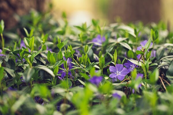 Wildblumen mit lila Blütenblättern im Freien