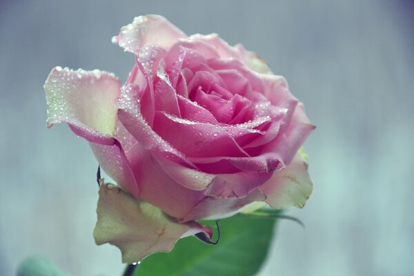 Gouttes d eau sur les pétales de rose