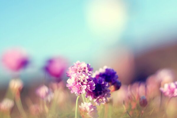 Photos of lilac wildflowers in summer