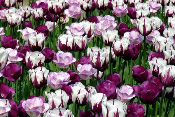 Spring flower beautiful tulips