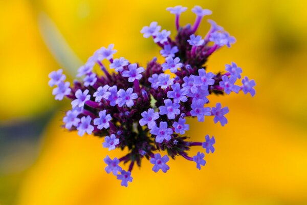 Schenk mir einen lila Blumenstrauß