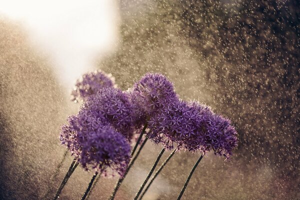 Purple allium flowers in the rain