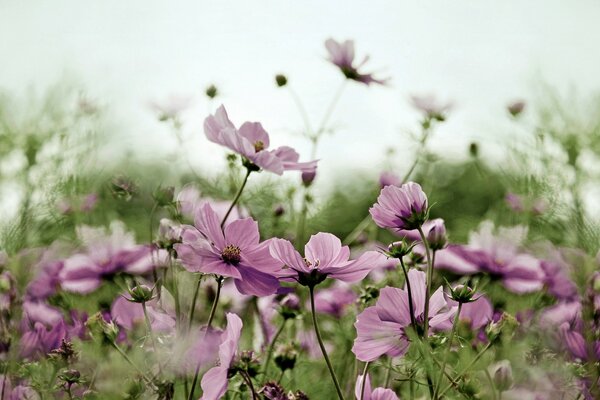 Fleurs sauvages cosmea rose