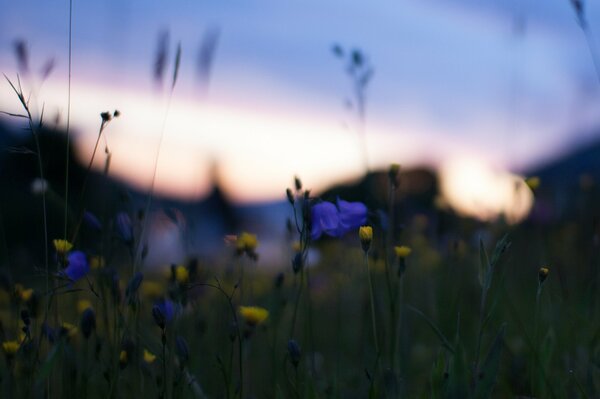 Makro ujęcie żółtych i niebieskich kwiatów o zachodzie słońca