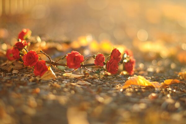 Couronne de petites fleurs rouges