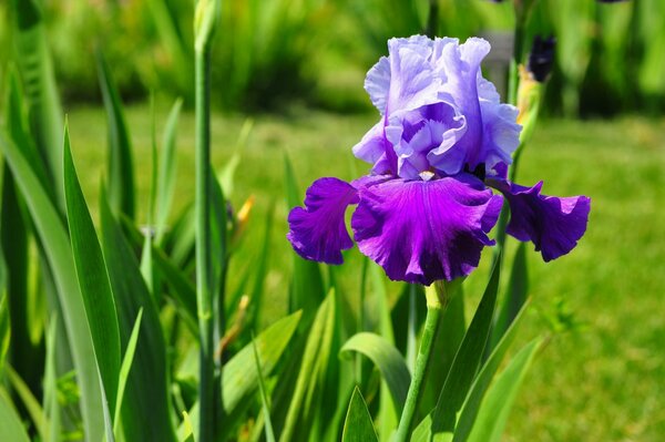 Große Iris-Blätter inspirieren uns