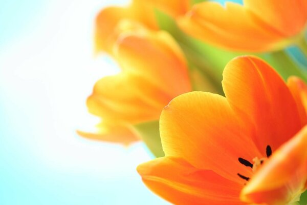 Orange tulips macro shooting