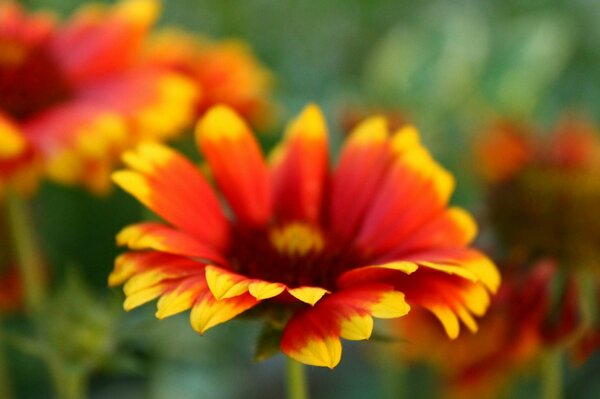 Bright flowers on a green background