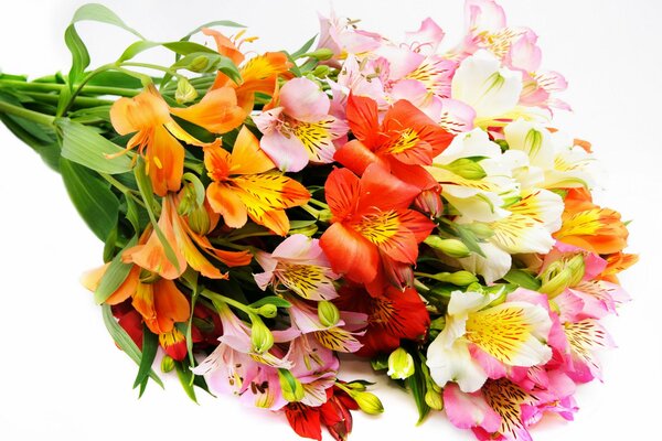 Hermoso ramo de flores de alstroemeria sobre fondo blanco