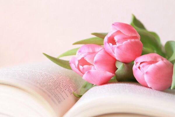 Pink tulips on an open book