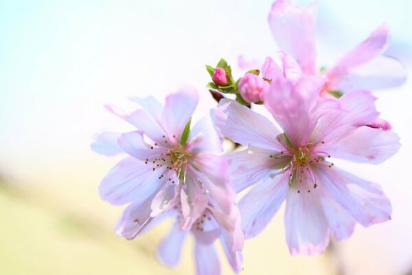 Zarte Knospen in weißrosa Farbe