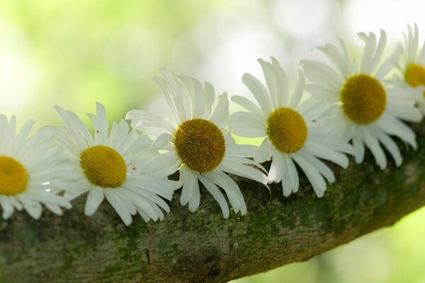 Sechs Gänseblümchen. Blumen am Baum