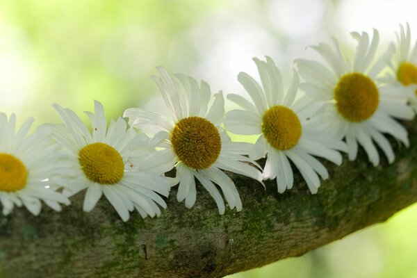 Six daisies. Flowers on a tree