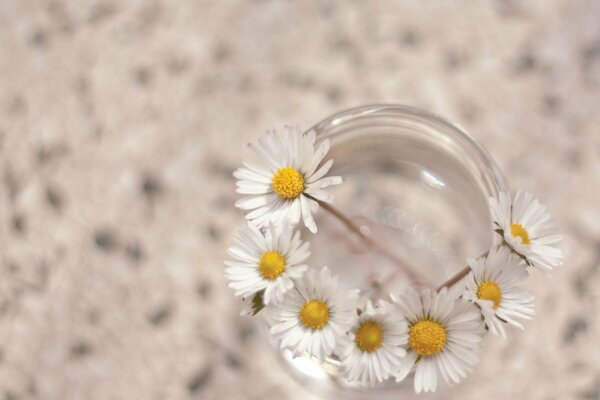 Daisies on a glass of water