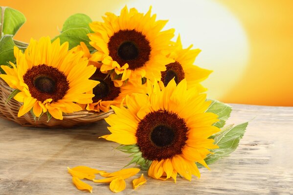 Los girasoles se encuentran en la mesa al atardecer del día