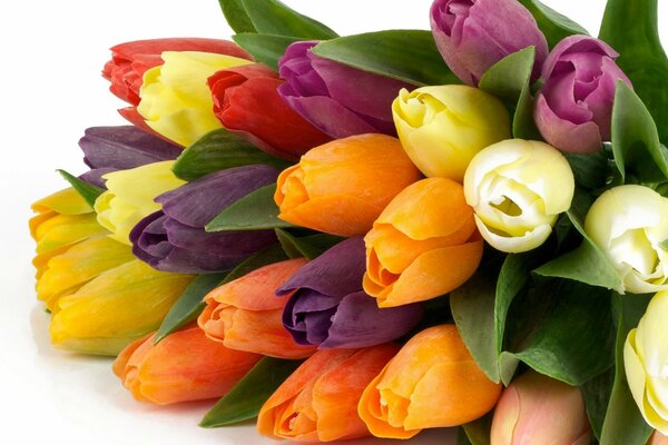 Frühlingssträuße von hellen Tulpen