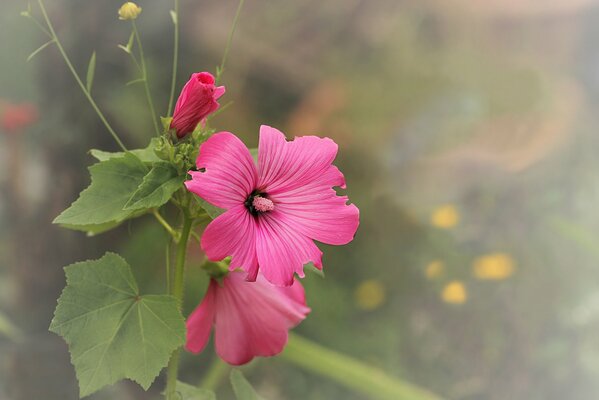 Fondo de flores de malva rosa