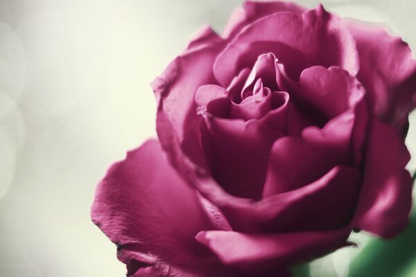 Flor rosa rosa con hermosos pétalos