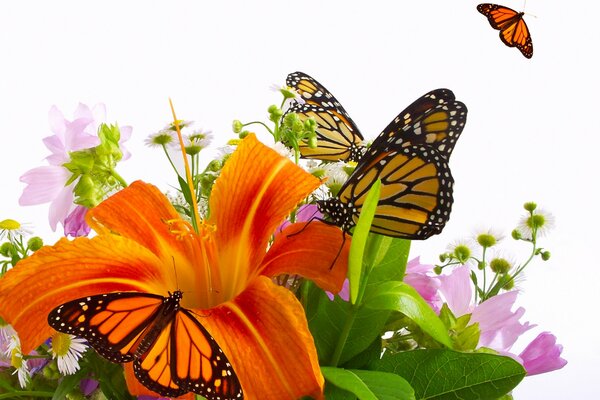 Hermosa lirio y hermosas mariposas