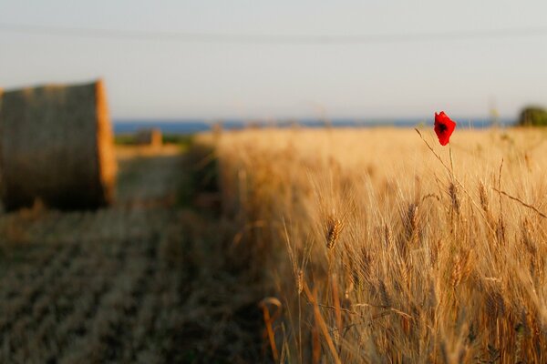 A bright flower among a wheat field